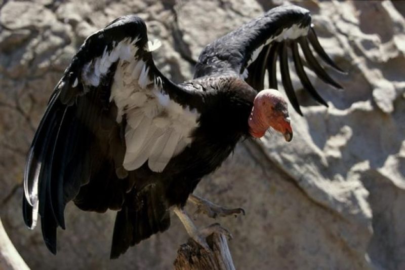 A California Condor with wings spread